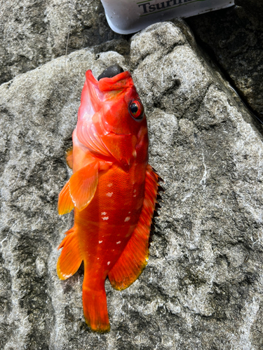 アカハタの釣果