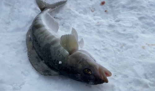 ホッケの釣果