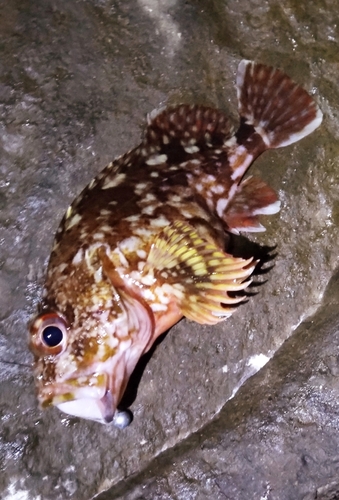 カサゴの釣果