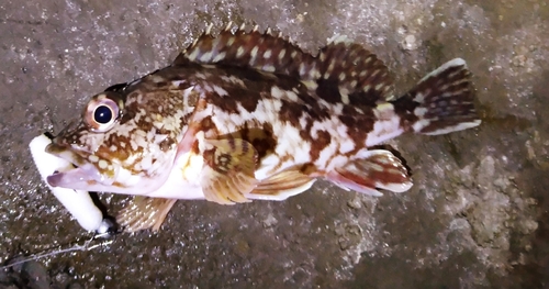 カサゴの釣果