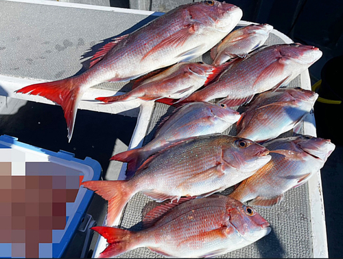 マダイの釣果