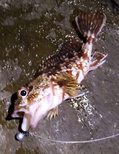 カサゴの釣果