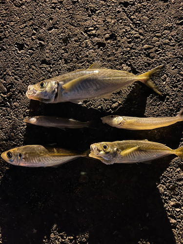 マアジの釣果