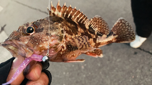 アラカブの釣果