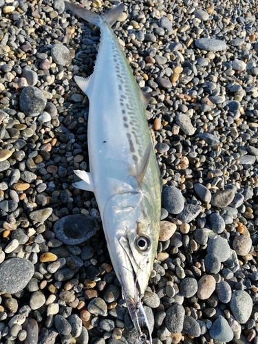 サゴシの釣果