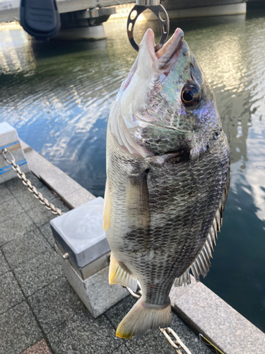 キビレの釣果