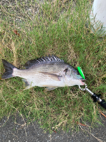 キビレの釣果