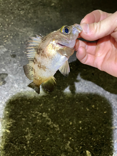 メバルの釣果