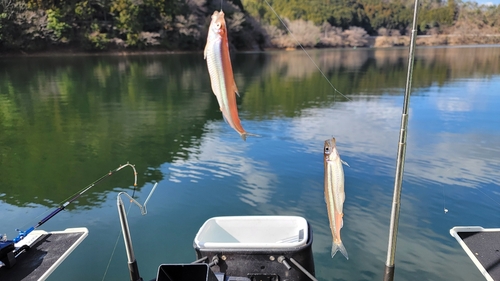 ワカサギの釣果