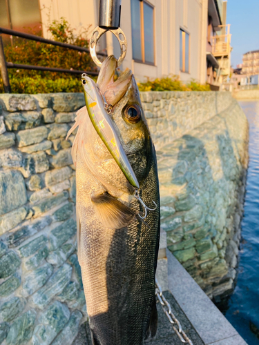 シーバスの釣果