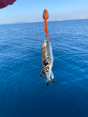 トラフグの釣果