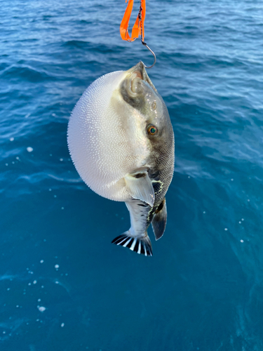 トラフグの釣果