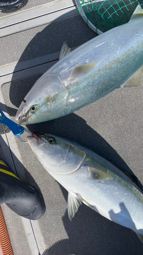 ブリの釣果