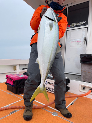 ブリの釣果