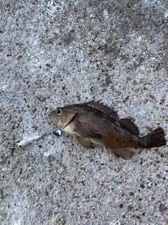 エゾメバルの釣果