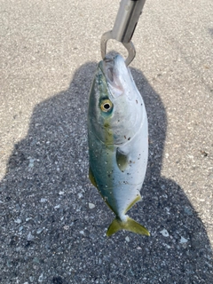 ハマチの釣果