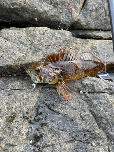 アナハゼの釣果