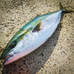 ヤズの釣果