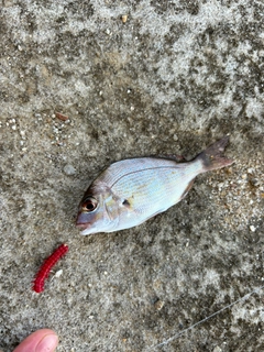 ゴウシュウマダイの釣果