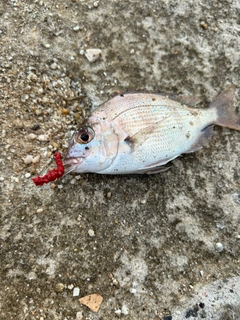 ゴウシュウマダイの釣果