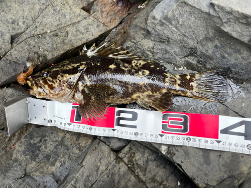 ソイの釣果