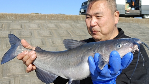 アメリカナマズの釣果