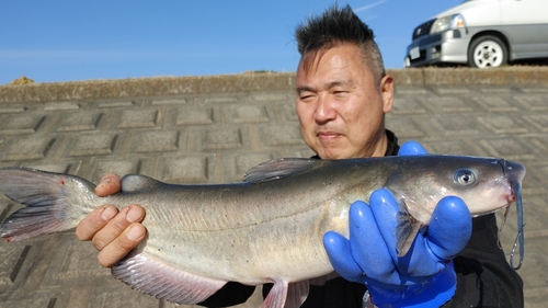 アメリカナマズの釣果