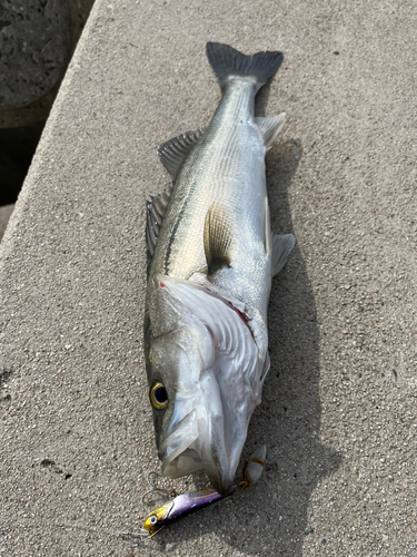 スズキの釣果