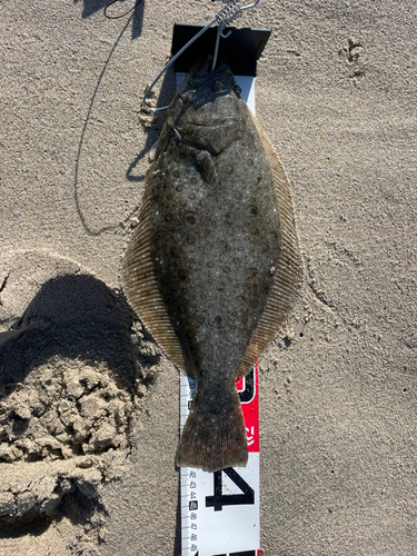 ヒラメの釣果