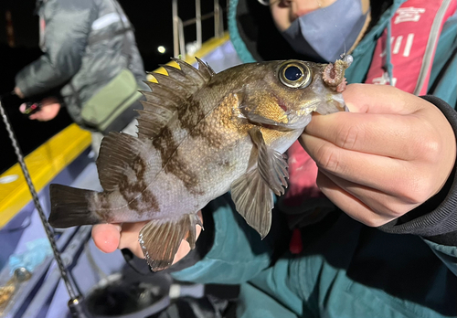 クロメバルの釣果