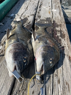 クロダイの釣果