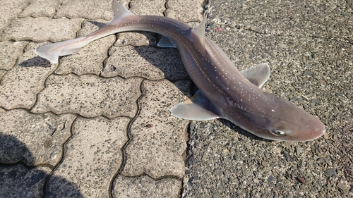 ドチザメの釣果