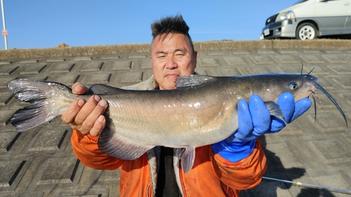 アメリカナマズの釣果