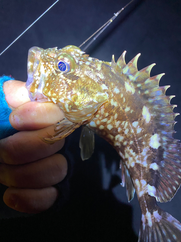 タケノコメバルの釣果