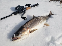 アメマスの釣果