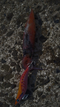 ケンサキイカの釣果