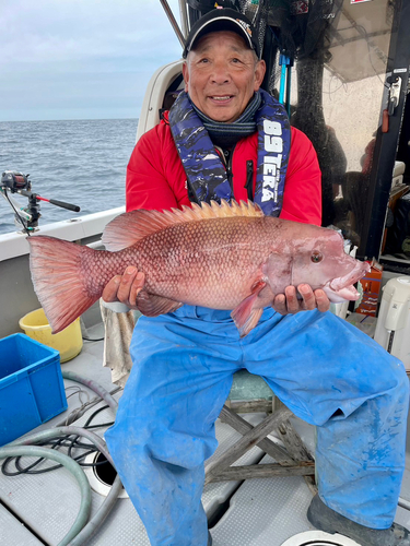 コブダイの釣果