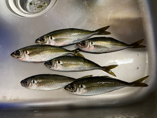 アジの釣果