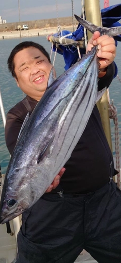 カツオの釣果