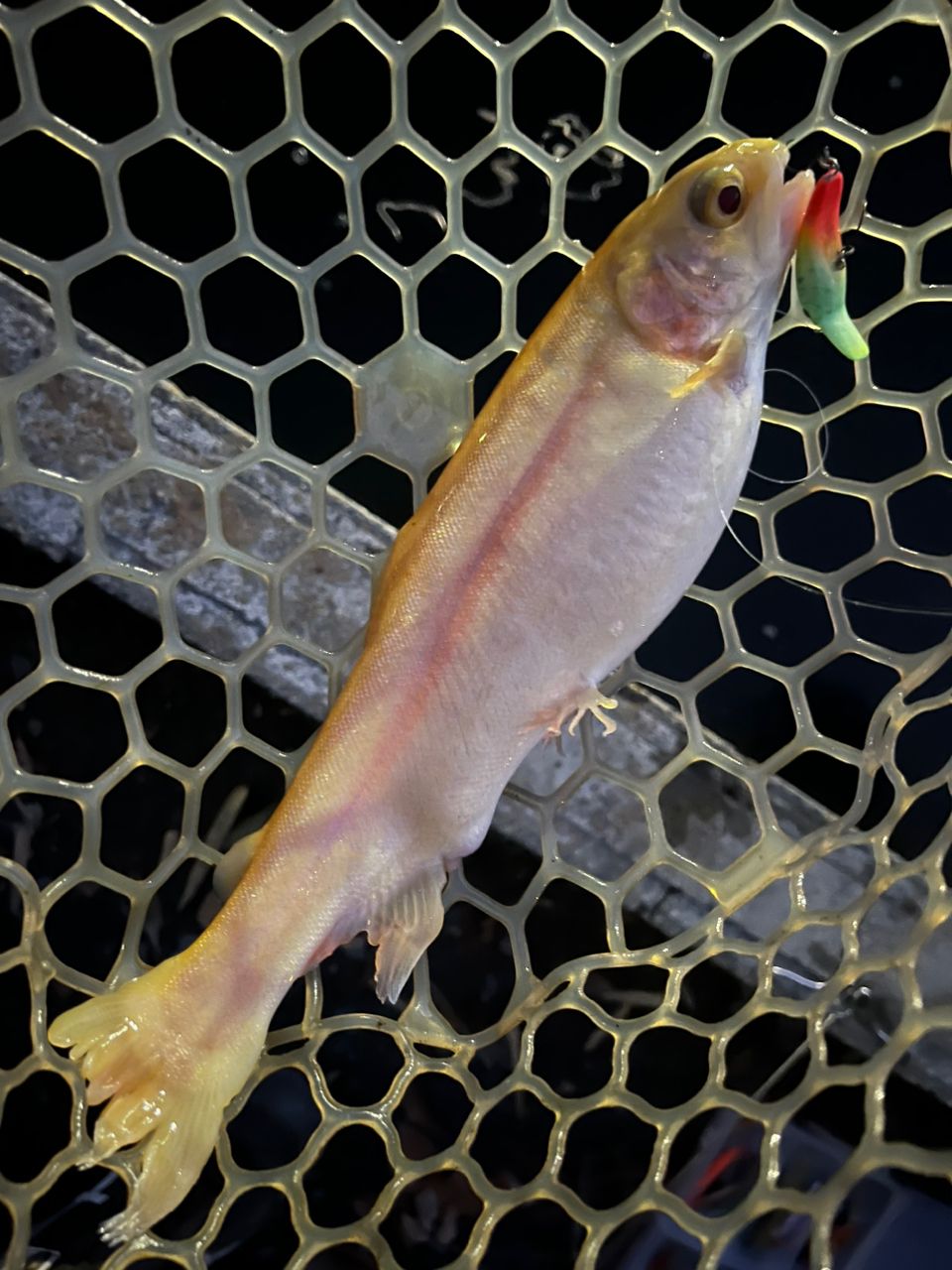 サクラマス