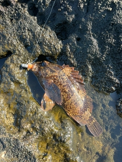 ムラソイの釣果