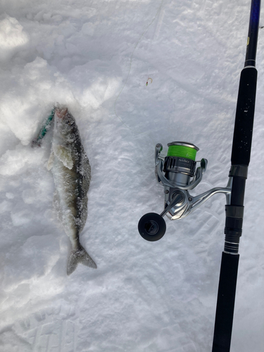 ホッケの釣果