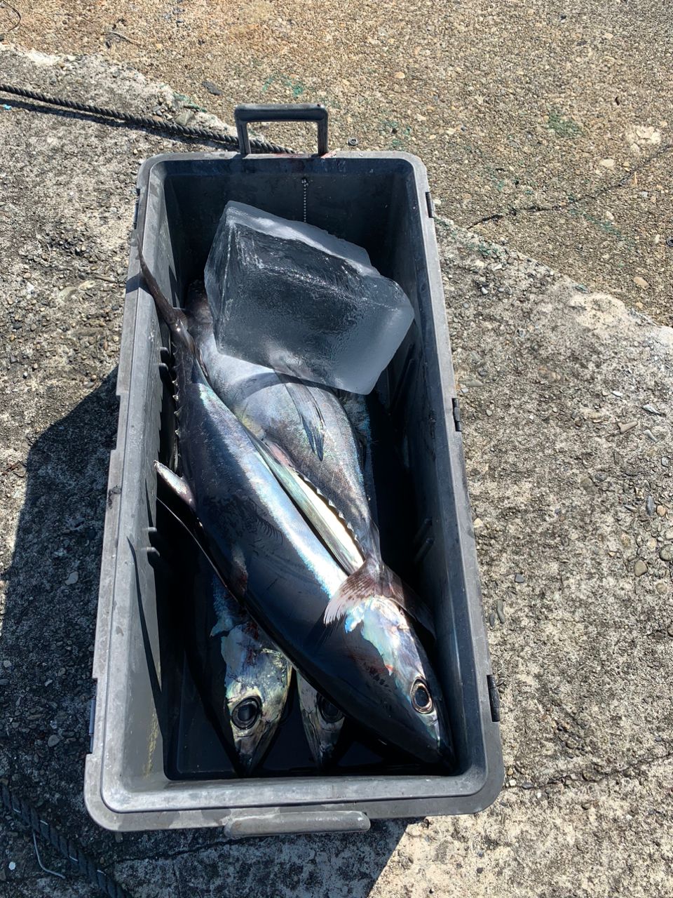 ビンチョウマグロ