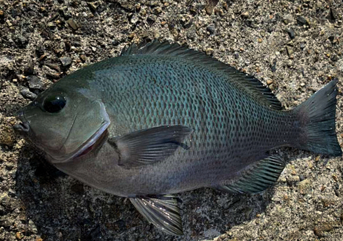 メジナの釣果