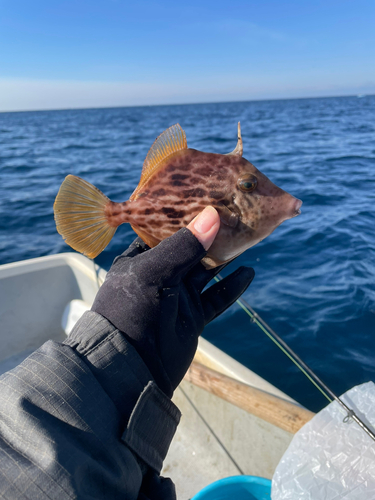 カワハギの釣果