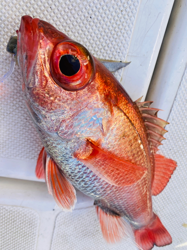 アカムツの釣果