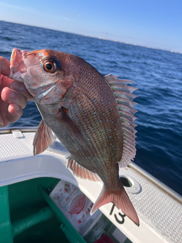 マダイの釣果