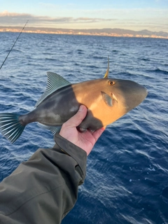 ウマヅラハギの釣果