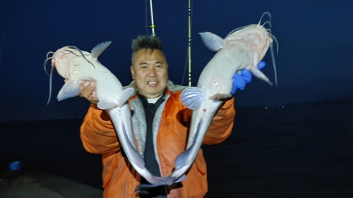 アメリカナマズの釣果