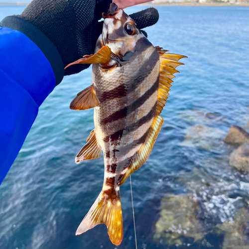 タカノハダイの釣果